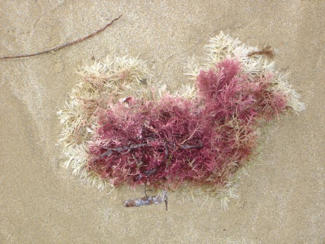 seaweed